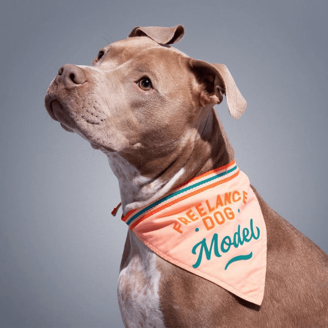 Brass Monkey Freelance Model Pet Dog Bandana