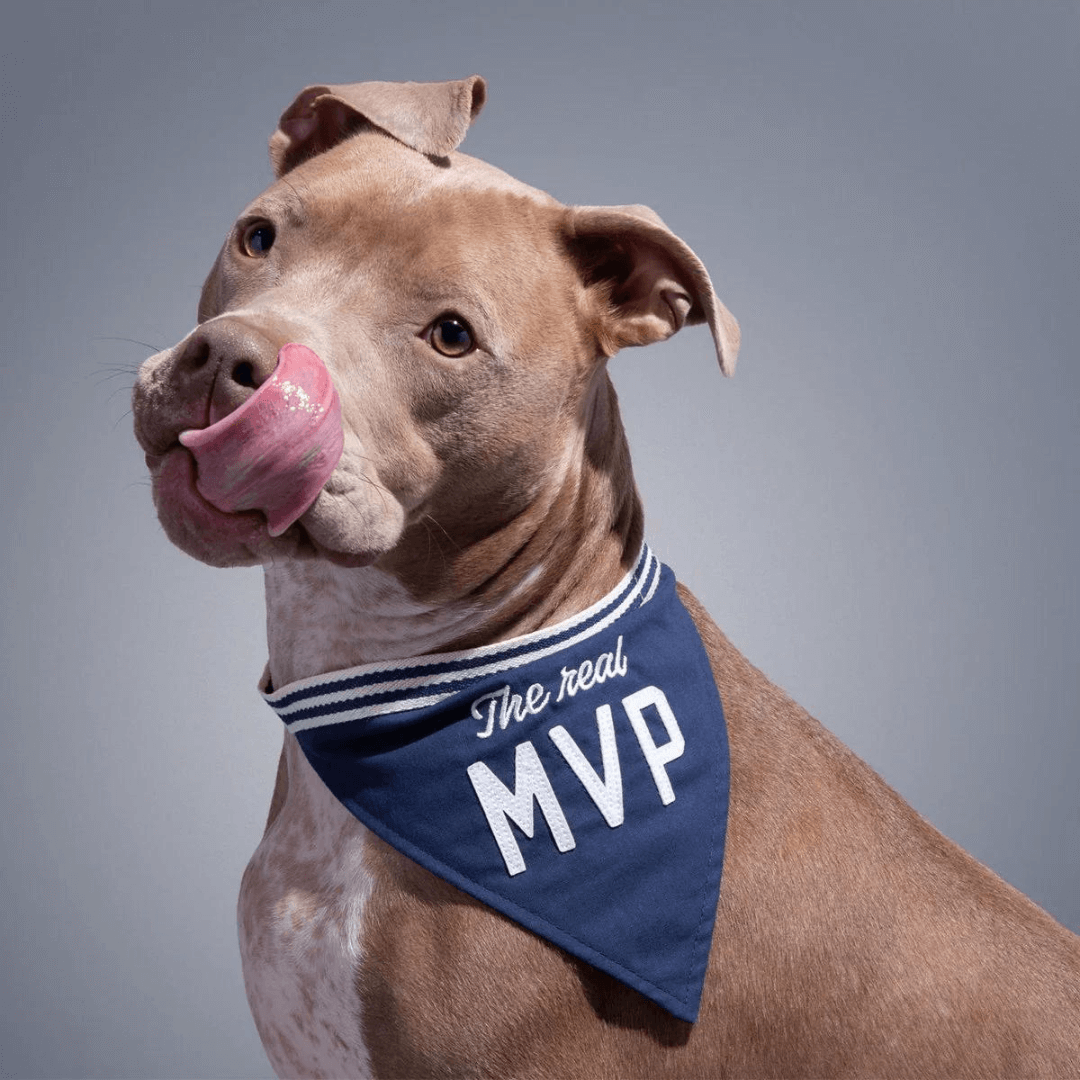 Brass Monkey The Real MVP Pet Dog Bandana