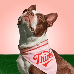 Brass Monkey Turns Tricks Pet Dog Bandana